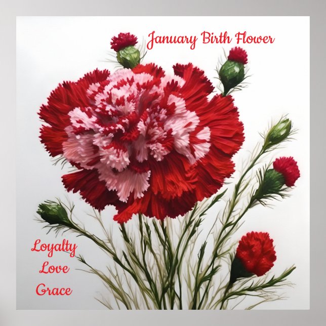 Póster El elegante y eterno clavel de las flores de nacim (Frente)