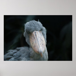 Póster El encanto de la Shoebill