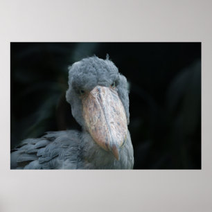 Póster El encanto de la Shoebill