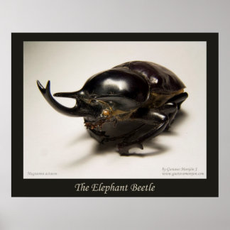 Póster El escarabajo elefante