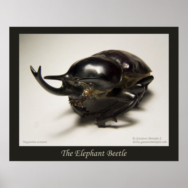 Póster El escarabajo elefante (Frente)