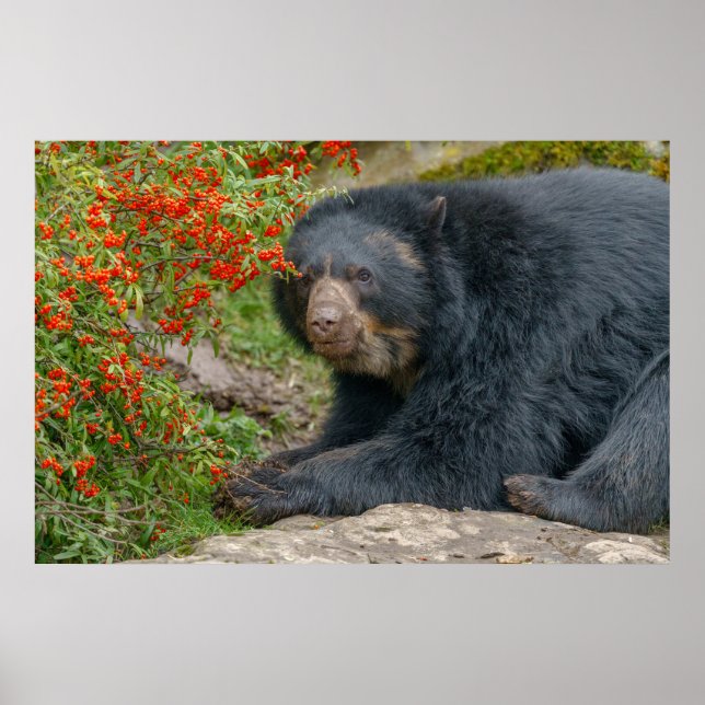 Póster El espectacular duelo de osos de las Berries Rojas (Frente)