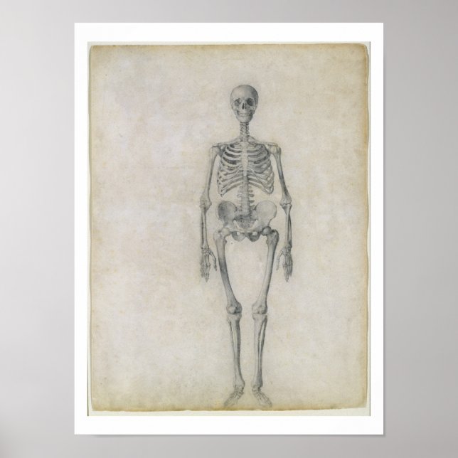 Póster El esqueleto humano, vista anterior, de la serie (Frente)