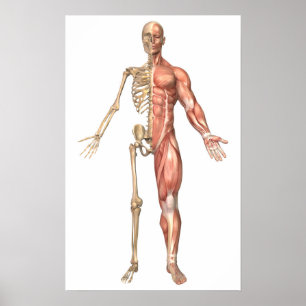 Póster El esqueleto humano y el sistema muscular,