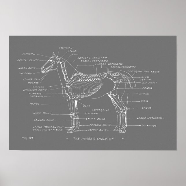 Póster EL ESQUELETÓN DEL CABALLO 19 x 13 Imprimir (Frente)