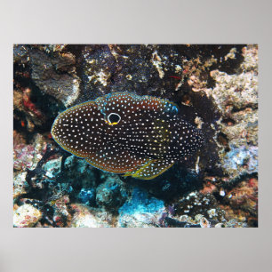 Póster El esquivo cometa