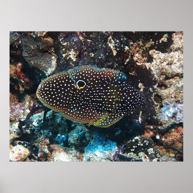 Póster El esquivo cometa (Frente)