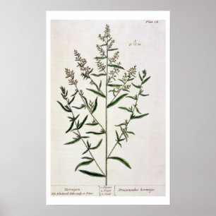Póster El estragón, platea 116 "de un herbario curioso",
