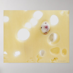 Póster El estudio tiró del ratón blanco que miraba a