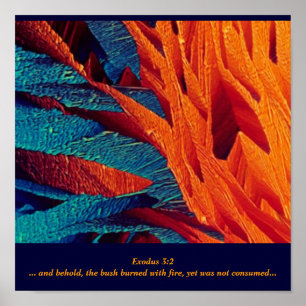 Póster El extracto de la zarza ardiente