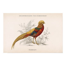 El faisán dorado pájaro victoriano vintage