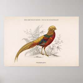 Póster El faisán dorado pájaro victoriano vintage