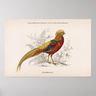 Póster El faisán dorado pájaro victoriano vintage