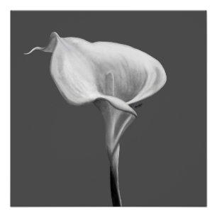 Póster El florecer silencioso — Lirio de Calla en blanco