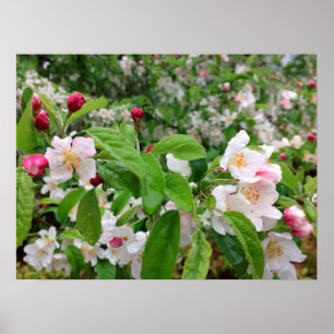 Póster ¡El florecimiento de Apple en la lluvia!