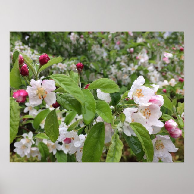 Póster ¡El florecimiento de Apple en la lluvia! (Frente)