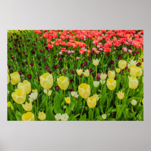 Póster el florecimiento de tulipanes en un cartel de pape