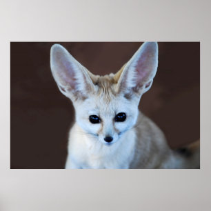 Póster El Fox más lindo de Fennec de los mundos