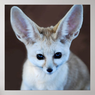 Póster El Fox más lindo de Fennec de los mundos