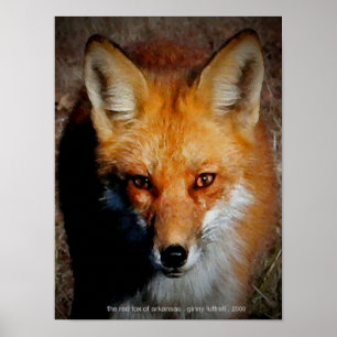 Póster El Fox rojo de Arkansas