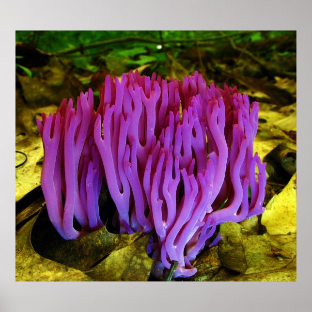 Póster El Fungo Violeta Coral Clavaria Zollingeri (Frente)