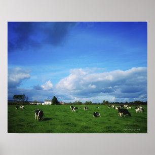 Póster El ganado del Holstein-frisón acerca a Thurles, Co