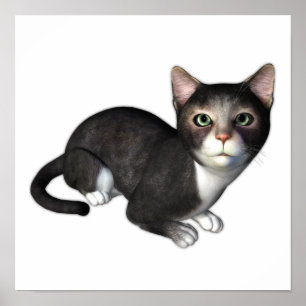 Póster El gatito curioso