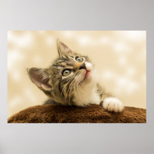 Póster El gatito más bonito de la historia