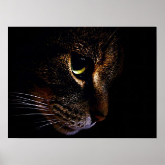 Póster El gato