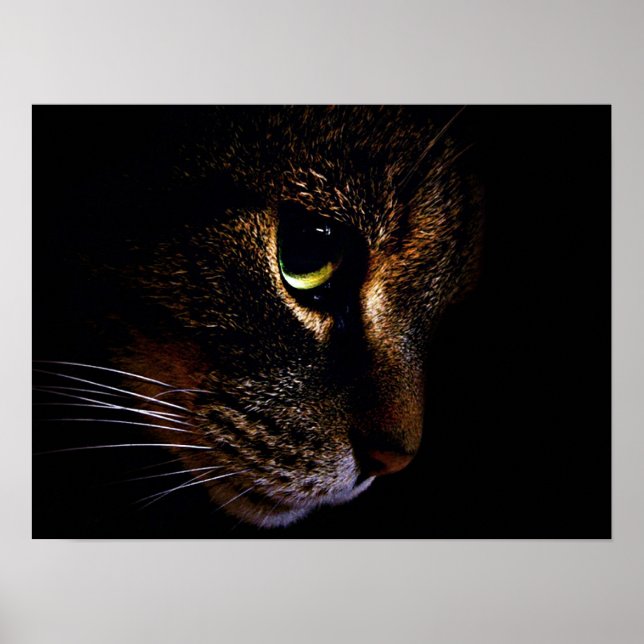 Póster El gato (Frente)