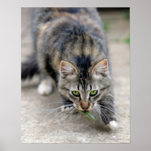 Póster el gato cogió un lagarto