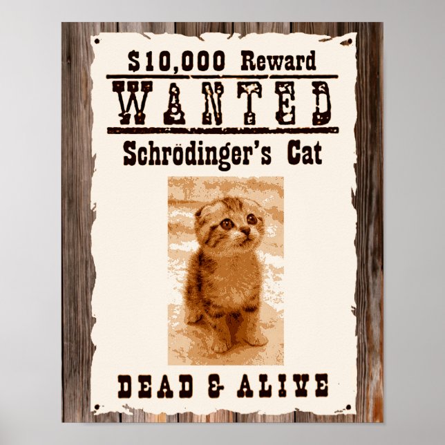 Póster El gato de Schrodinger buscaba poster (Frente)