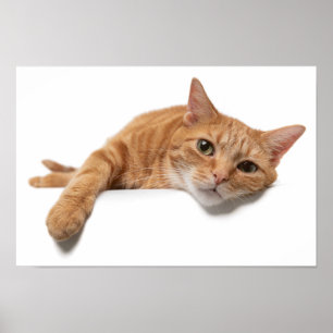 Póster El gato del naranja está tumbado