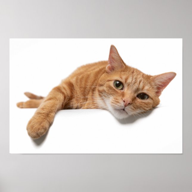 Póster El gato del naranja está tumbado (Frente)