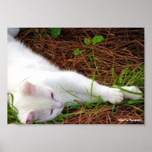 Póster El gato en las agujas de pino