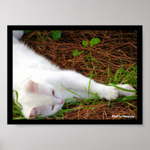 Póster El gato en las agujas de pino