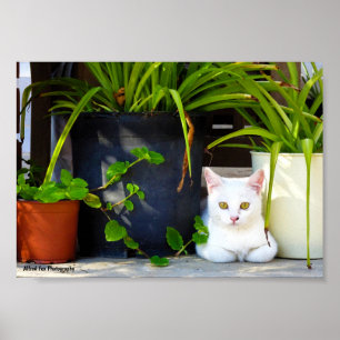 Póster El Gato Entre las Plantas