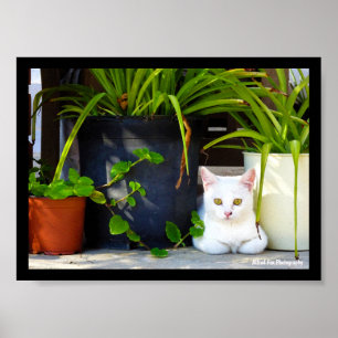 Póster El Gato Entre las Plantas