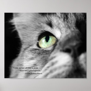 Póster El gato fotogénico