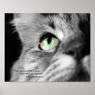 Póster El gato fotogénico