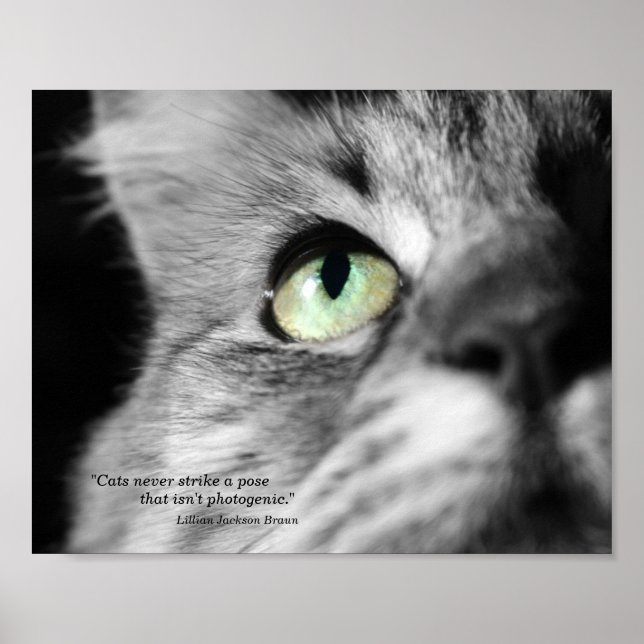 Póster El gato fotogénico (Frente)