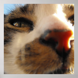 Póster el gato más amoroso del mundo