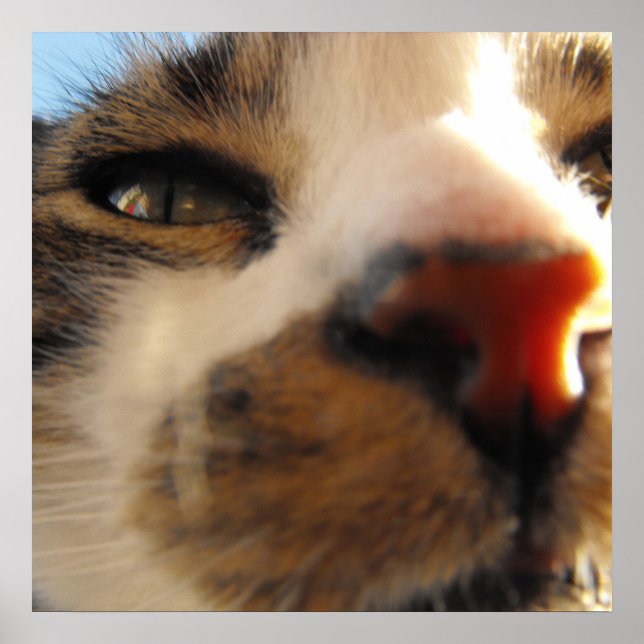 Póster el gato más amoroso del mundo (Frente)