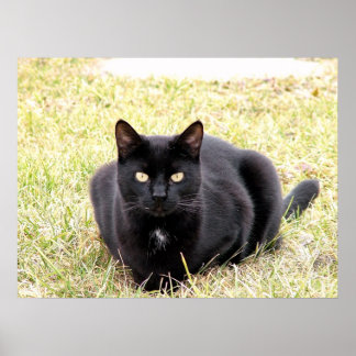 Póster El gato negro