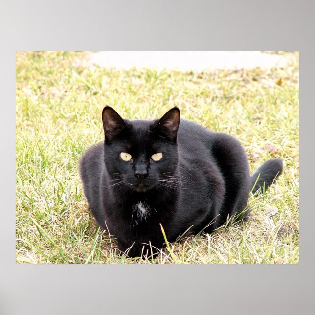 Póster El gato negro (Frente)