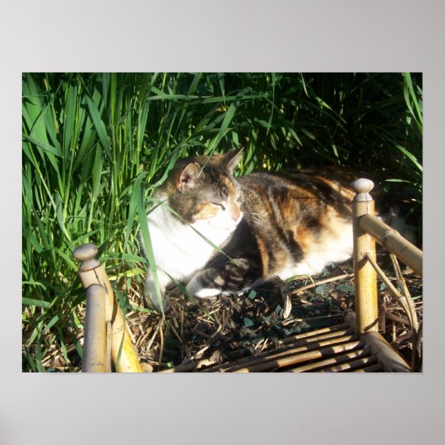 Póster El gato sentado en el césped Imprimir (Frente)