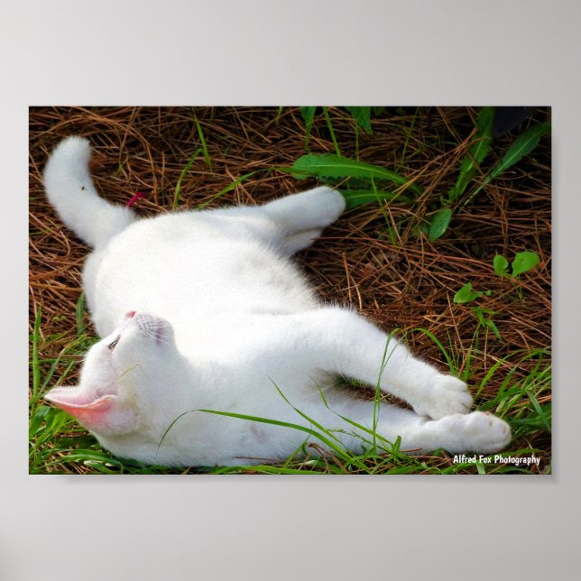 Póster El gato y la mosca (Frente)