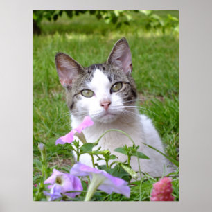 Póster El Gato Y Las Petunias Se Desmoronan