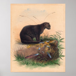 Póster El gato Yaguarundi de Joseph Wolf