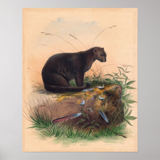 Póster El gato Yaguarundi de Joseph Wolf (Frente)